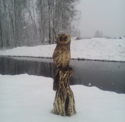 Сова на пне