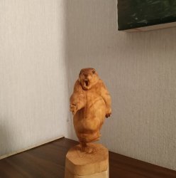 Сурок