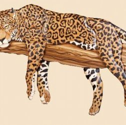 Ягуар на ветке