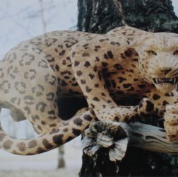 Угроза леопарда.