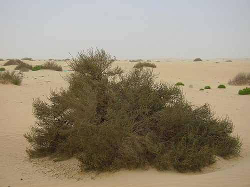 Растительный мир пустыни Мохаве